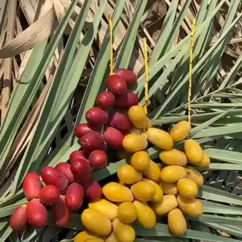 تصویر 4 از خرید خرما خارک  +  قیمت عالی باکیفیت