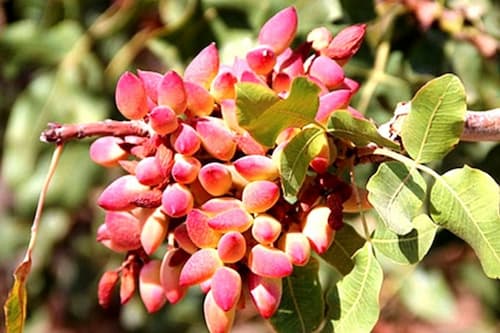 تصویر 3 از قیمت خرید عمده پسته تازه + خرید آسان