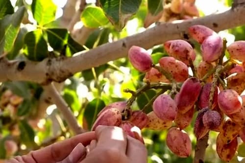 تصویر 4 از قیمت خرید عمده پسته تازه + خرید آسان