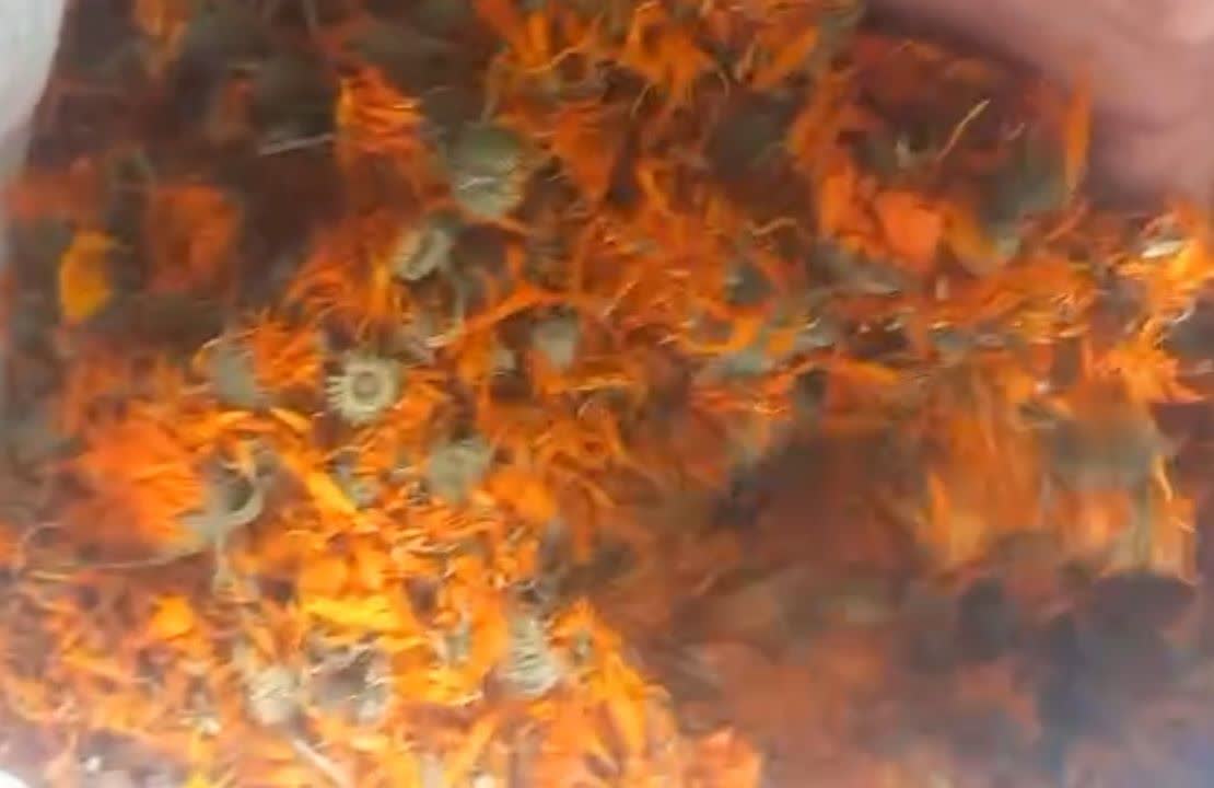 تصویر 1 از خرید و فروش عمده گل همیشه بهار صادراتی گیاهی دارویی و پر تقاضا