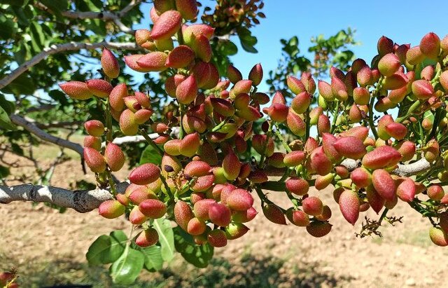تصویر 4 از قیمت پسته کرمان + خرید باور نکردنی