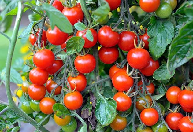تصویر 4 از قیمت خرید گوجه گیلاسی+ فروش ویژه