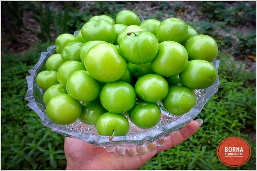 تصویر 1 از خرید و قیمت گوجه سبز رسیده + فروش صادراتی