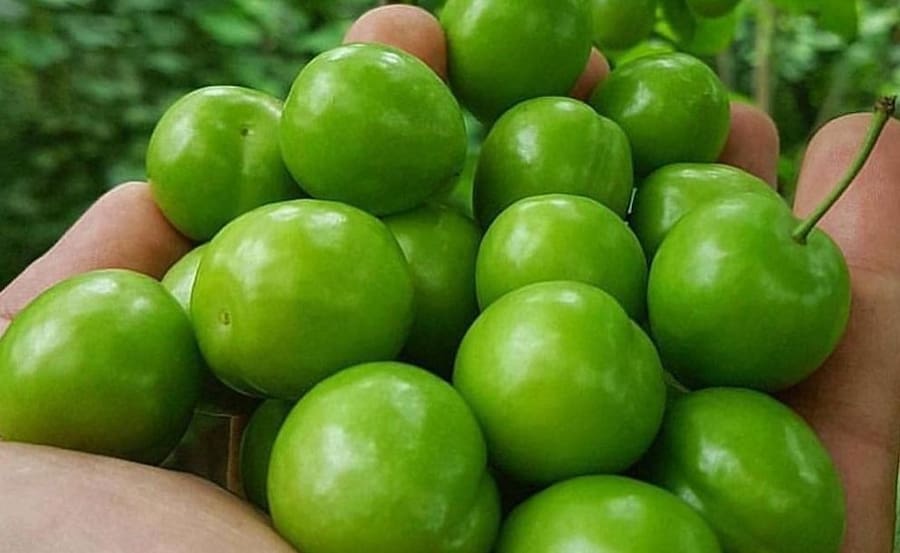 تصویر 4 از خرید و قیمت گوجه سبز رسیده + فروش صادراتی