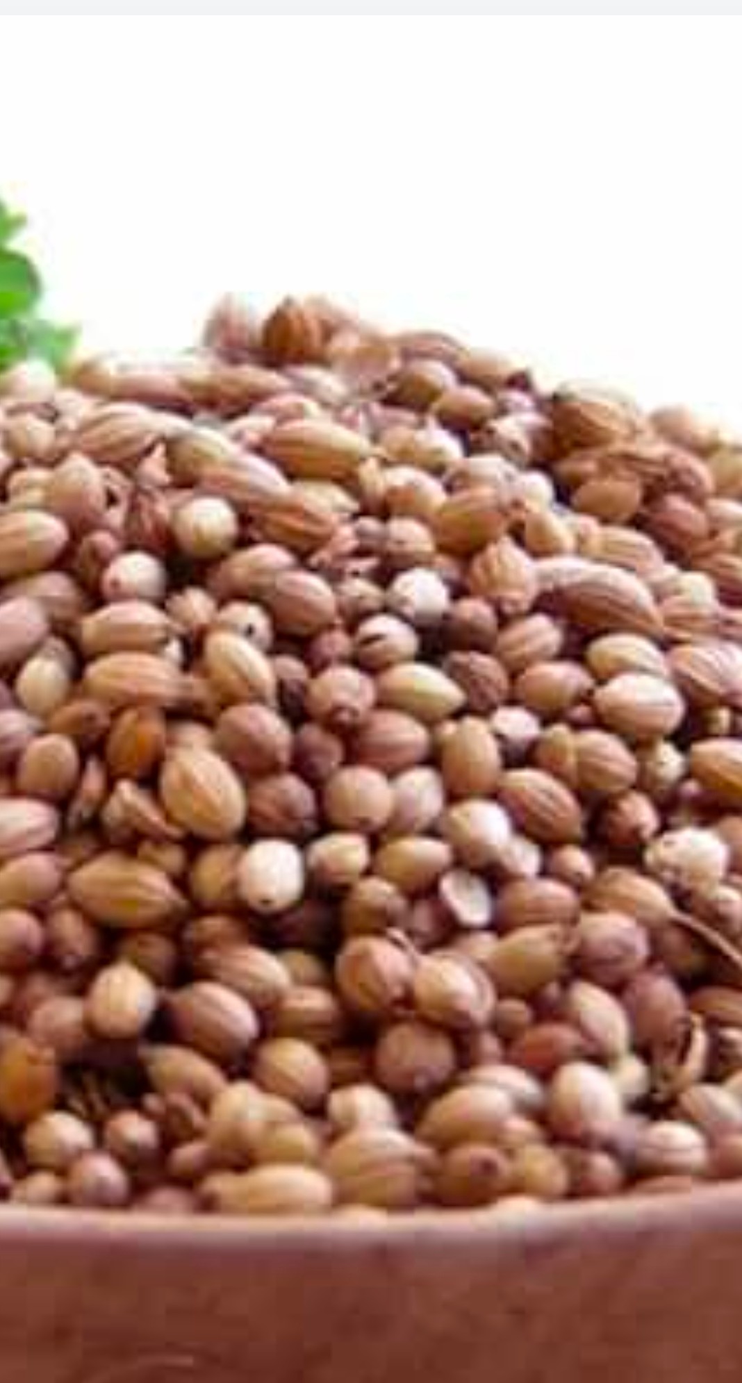 تصویر 1 از خرید بذر گشنیز خشک و ارزان در گیلان بی واسطه