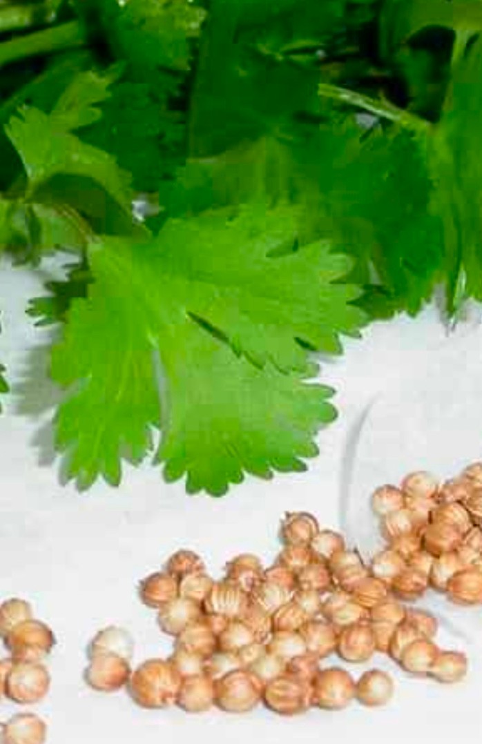 تصویر 1 از قیمت خرید بذر گشنیز خشک + فروش