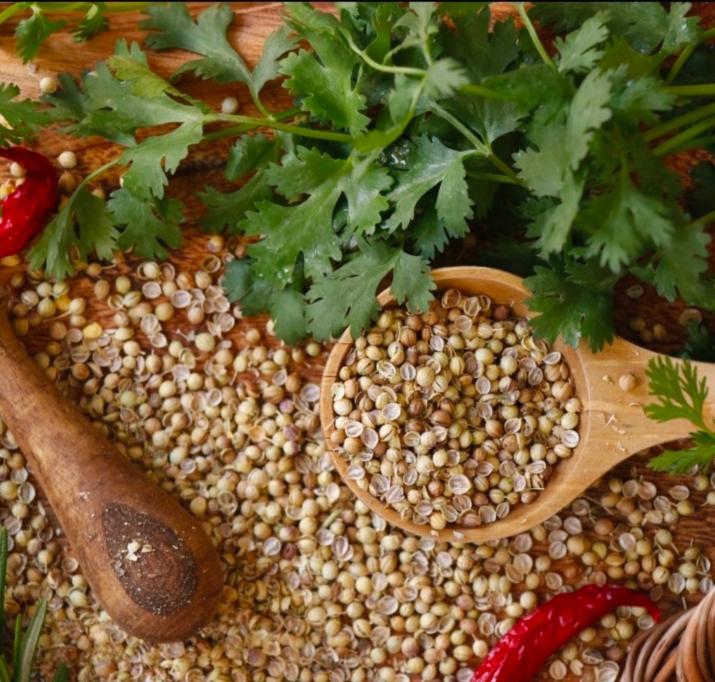 خرید بذر گشنیز عمده تبریز + خشک بی واسطه آناهیتا