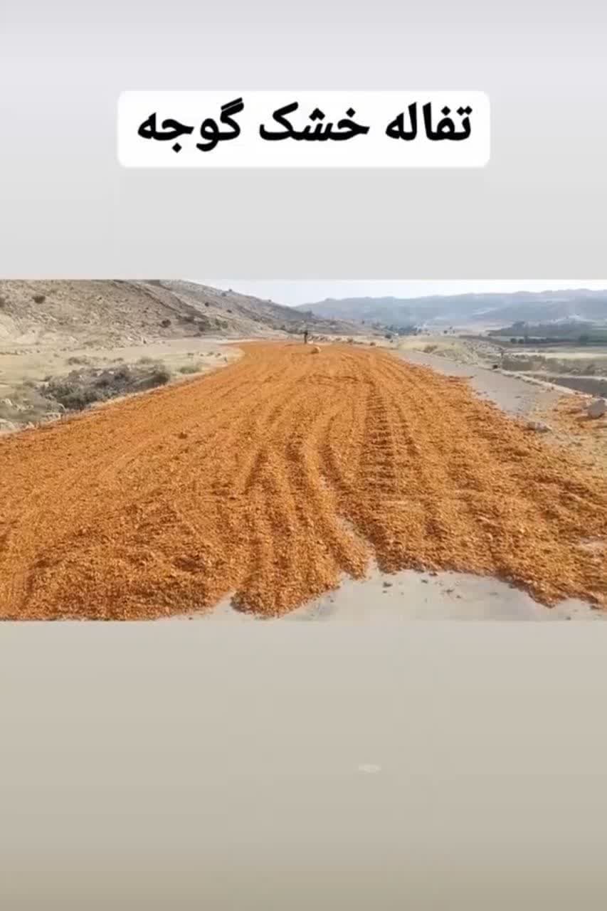 تصویر 2 از نمایندگی تفاله گوجه برای بره پروار