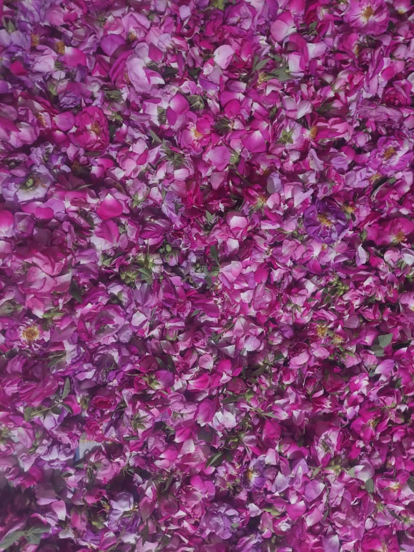 قیمت خوب و خرید مطمئن پر گل محمدی