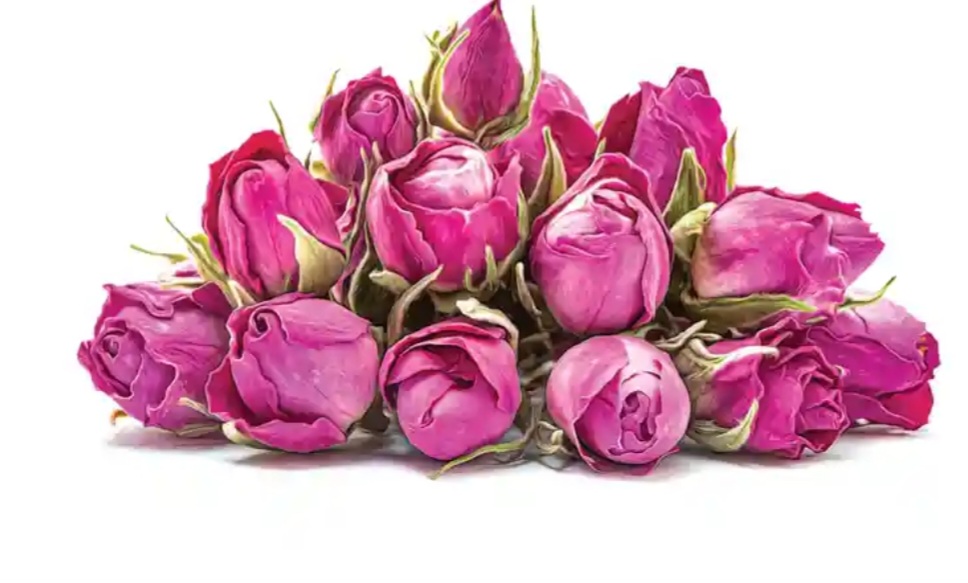 قیمت ویژه غنچه گل محمدی + خرید