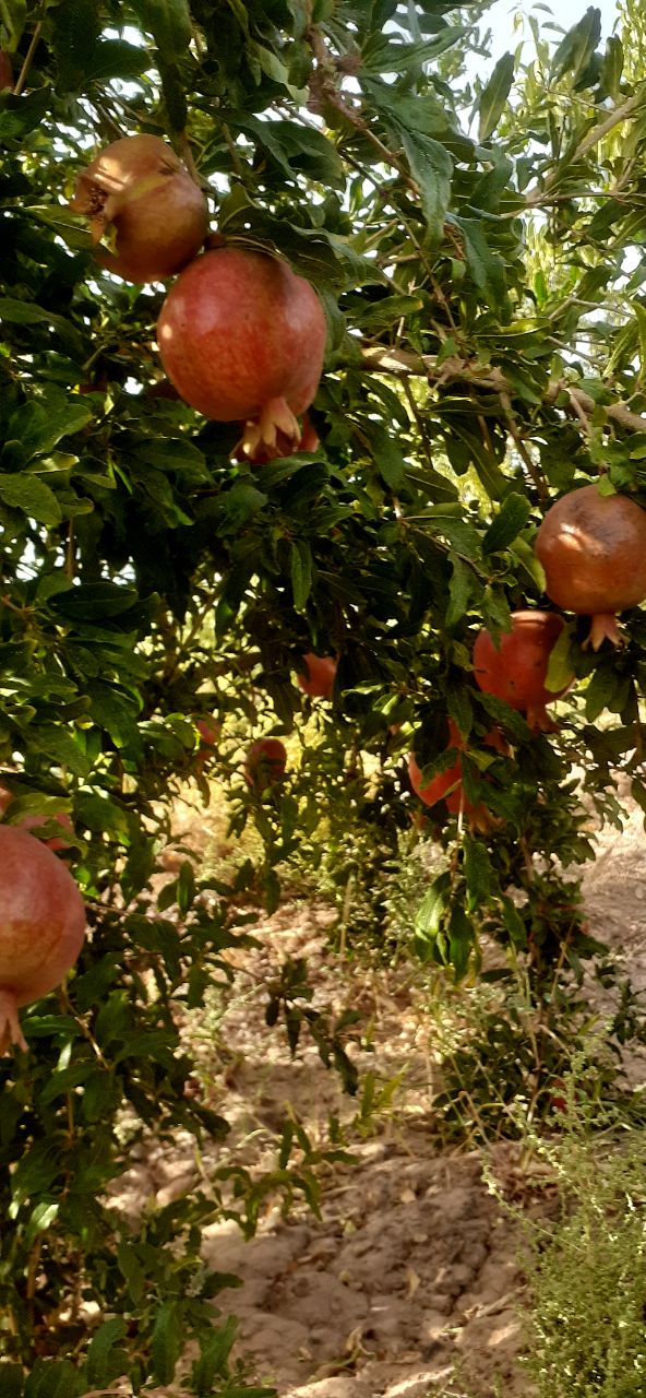 تصویر 3 از قیمت ویژه انار ساوه