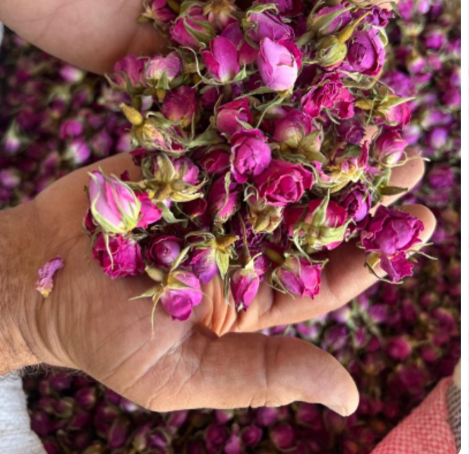 قیمت مناسب و رقابتی غنچه گل محمدی کاشان