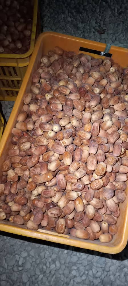 تصویر 3 از فروش فوری خرمای زاهدی قصب قیمت استثنایی
