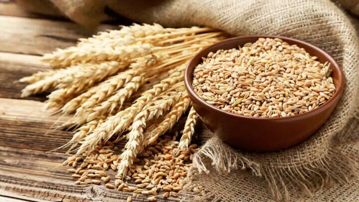 تصویر 4 از خرید گلوتن گندم با کیفیت بالا + قیمت رقابتی