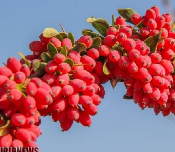 فروش عمده زرشک تازه شاخه ای بیرجند