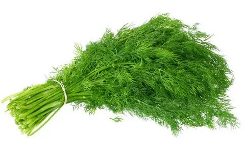قیمت عمده شوید خشک برگ + شرایط خرید آسان