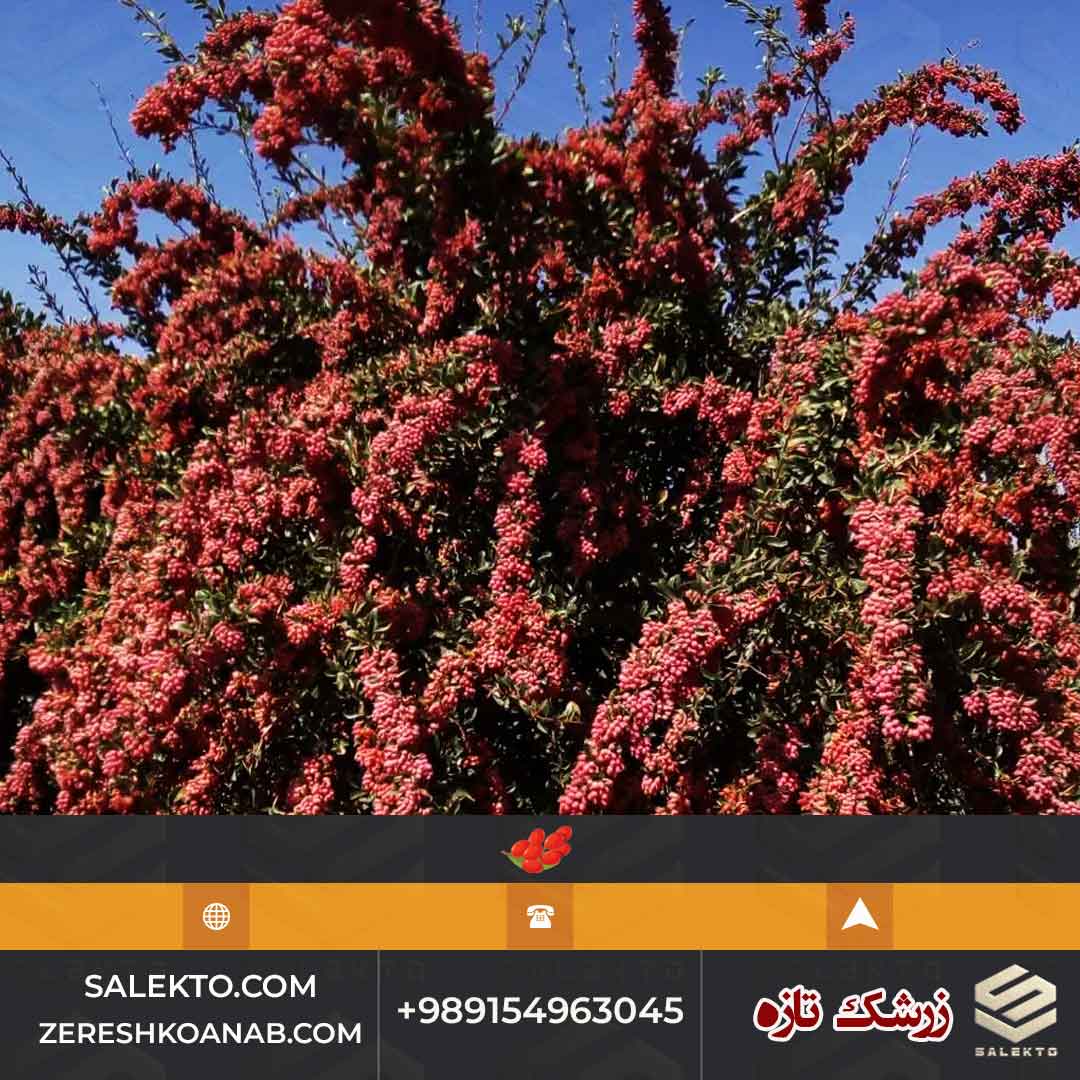 تصویر 3 از خرید زرشک تازه قائنات با بسته‌ بندی بهداشتی و ارسال سریع