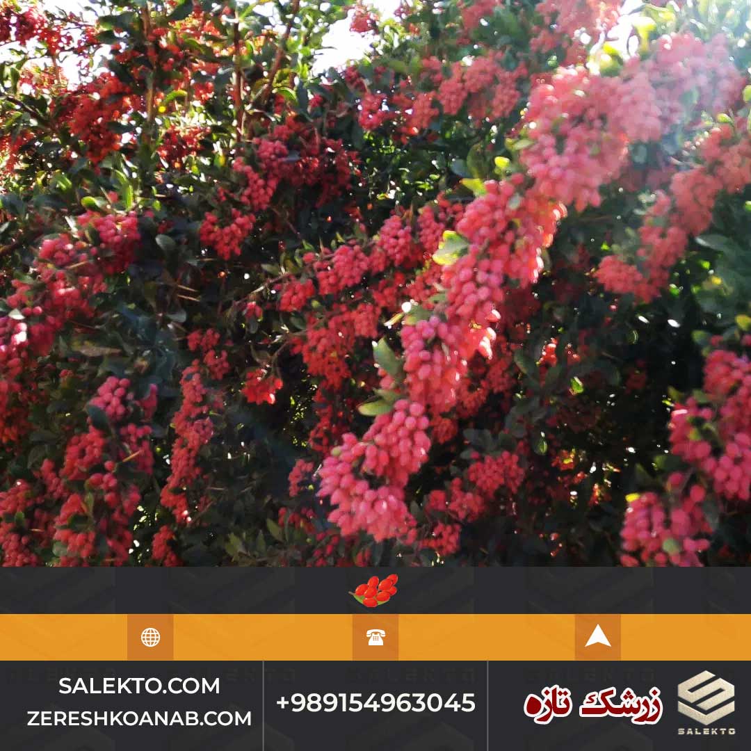 تصویر 4 از زرشک تازه درجه یک سالکتو سرشار از ویتامین C و فیبر سوغات خراسان