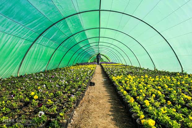 تصویر 1 از راهنمای خرید پلاستیک گلخانه ای + قیمت عالی
