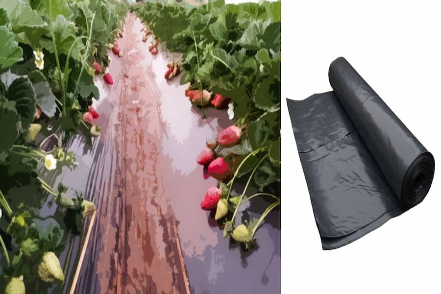تصویر 1 از قیمت خرید مالچ پلاستیک گلخانه ای + فروش ویژه