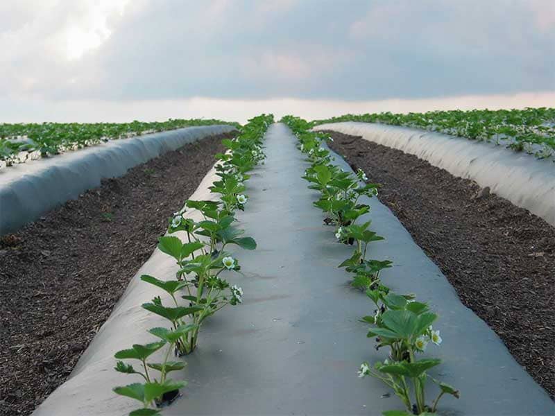 تصویر 4 از قیمت خرید مالچ پلاستیک گلخانه ای + فروش ویژه
