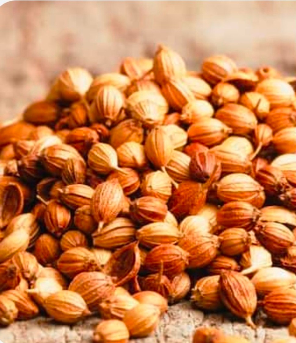 تصویر 1 از خرید بذر گشنیز در بوشهر + خرید ارزان