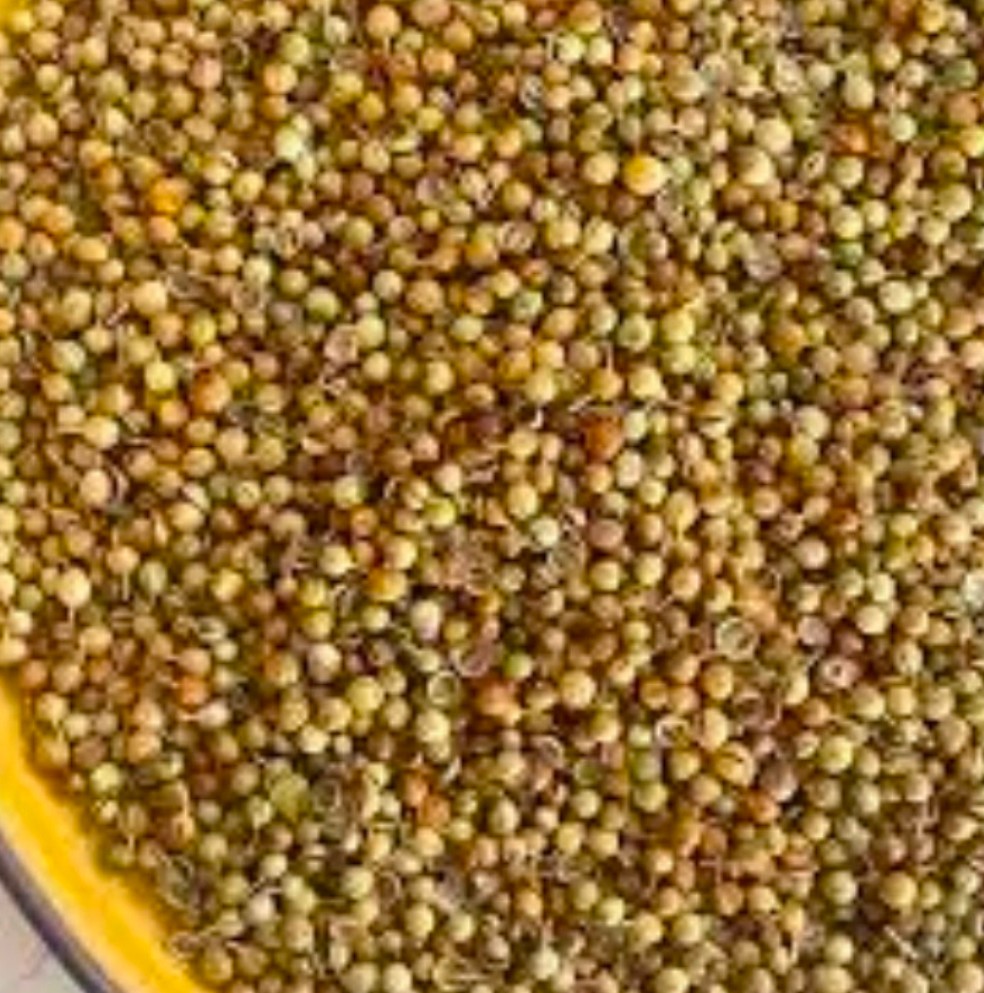 تصویر 1 از خرید بذر گشنیز در شیراز + خرید عمده