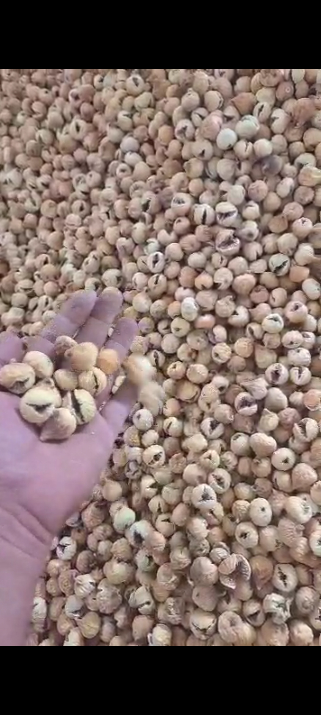 قیمت عمده انجیر خشک صد یک پرک استهبان + فروش ویژه