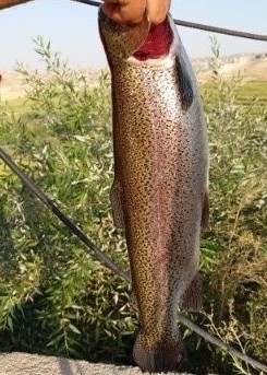 تصویر 2 از خرید و فروش عمده و مناسب ماهی قزل سالمون