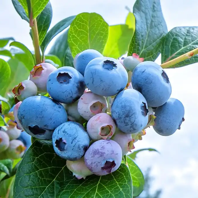 تصویر 3 از نهال بلوبری دو ساله برای باغات تجاری + نهال اصلاح شده