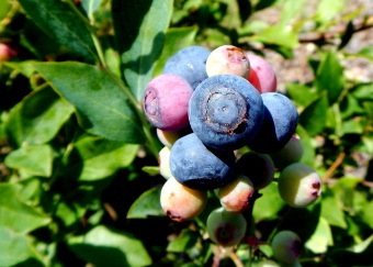 تصویر 1 از نهال بلوبری دو ساله برای باغات تجاری + نهال اصلاح شده