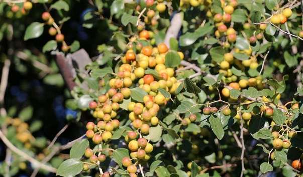 تصویر 2 از فروش نهال کنار دو ساله + برای کاشت تجاری