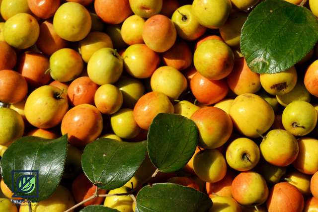 تصویر 3 از فروش نهال کنار دو ساله + برای کاشت تجاری