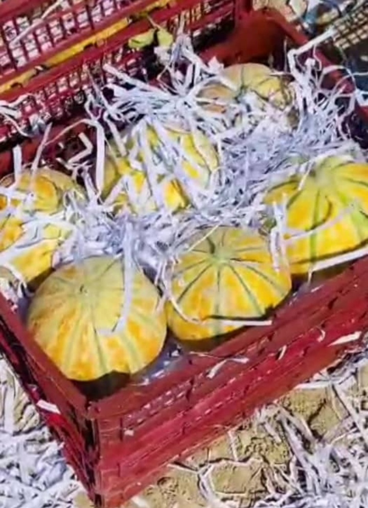 خربزه شیرین