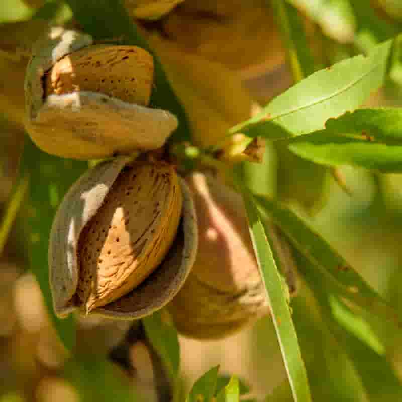 تصویر 3 از قیمت بادام کوهی با کیفیت ارزان + خرید عمده