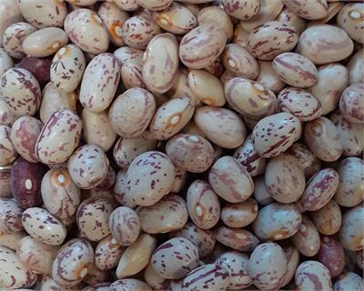 تصویر 1 از فروش لوبیا چیتی + فروش عمده