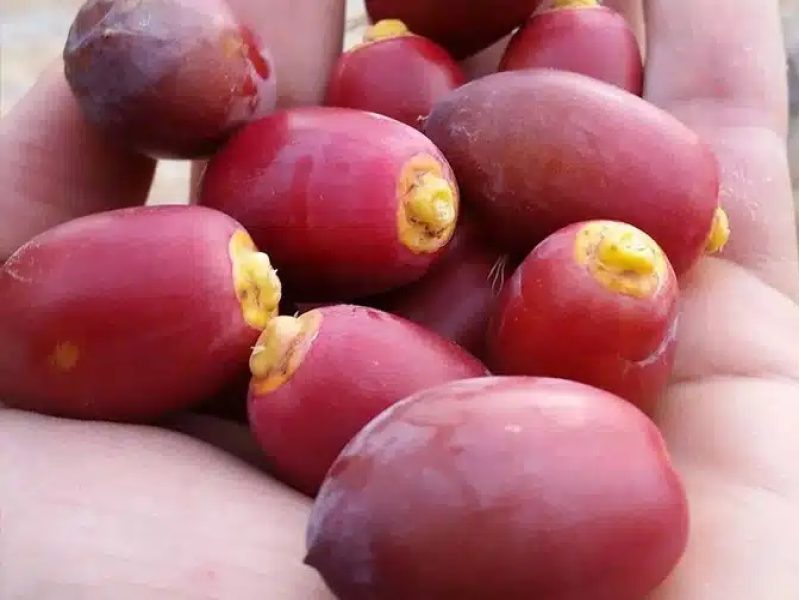 تصویر 4 از قیمت خرید خرما خارک تازه + فروش ویژه