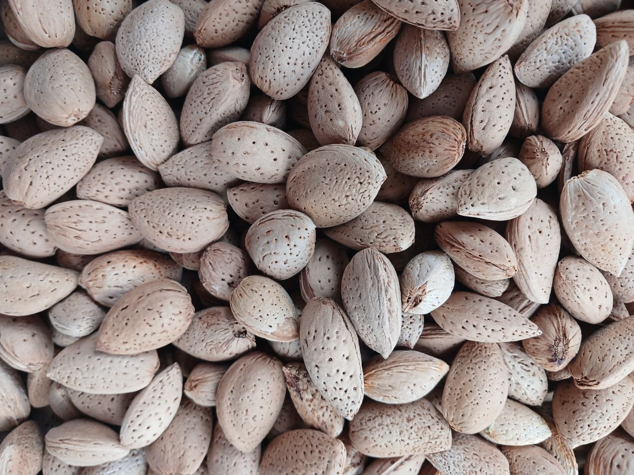 تصویر 1 از فروش ویژه و محدود بادام سنگی درختی + قيمت عالی