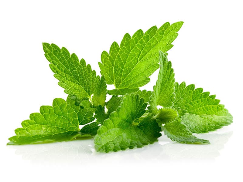 تصویر 3 از خرید و قیمت دمنوش نعناع + فروش عمده