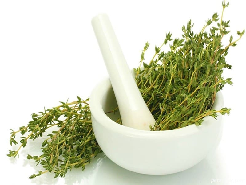 تصویر 1 از خرید و قیمت دمنوش آویشن شیرازی + فروش عمده