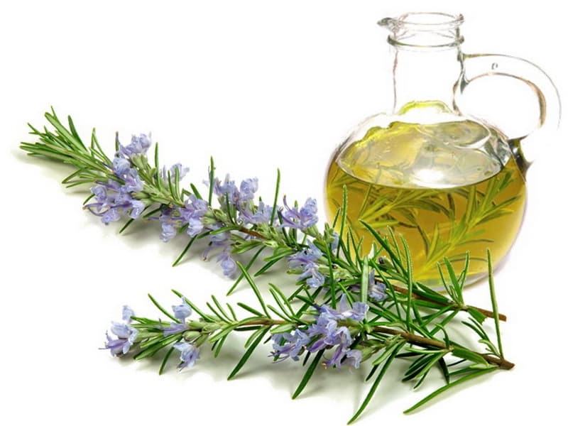 تصویر 4 از خرید و قیمت دمنوش رزماری + فروش عمده