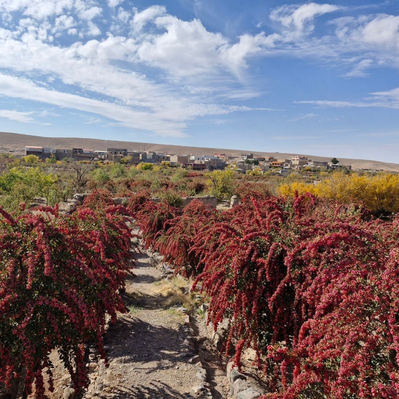 تصویر 1 از قیمت زرشک با شاخه طعمی از طبیعت