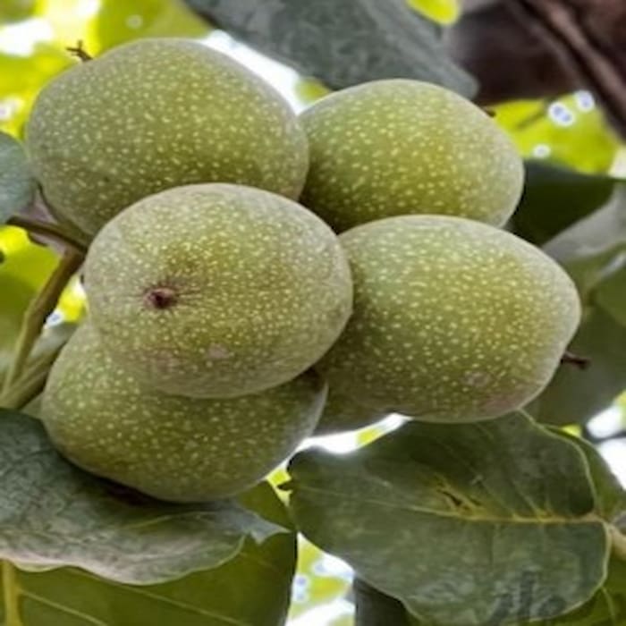 تصویر 2 از قیمت و خرید گردو پوست کاغذی ممتاز با پوست سبز + عمده