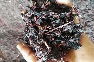 تصویر 1 از قیمت تفاله انگور + خرید