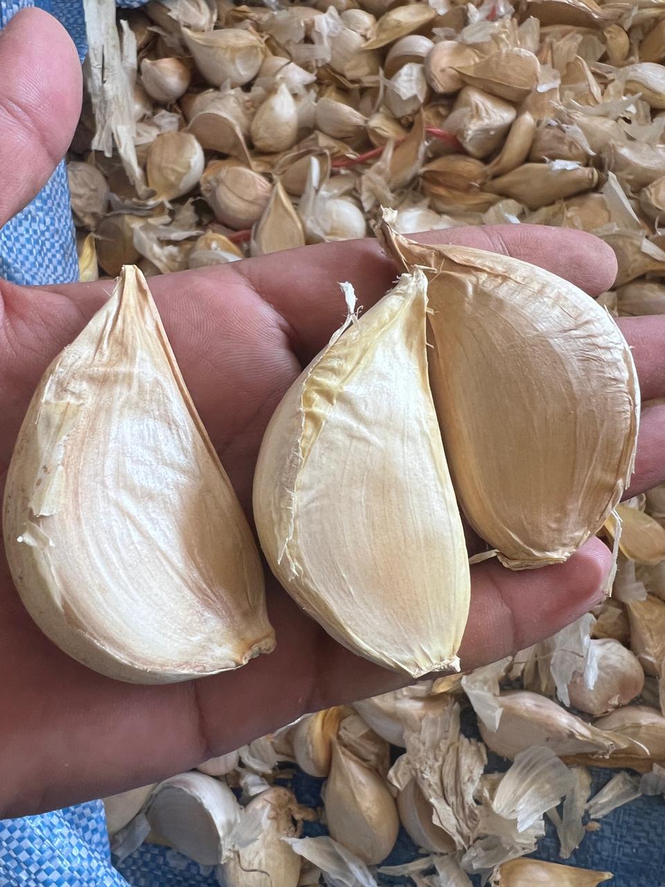 فروش ویژه فوق العاده سیر g1 پاکستانی