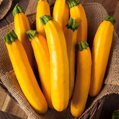 قیمت کدو سبز