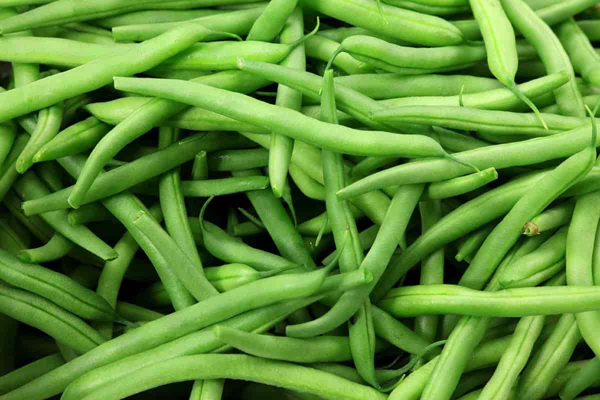 قیمت خرید لوبیا سبز عمده به صرفه و ارزان