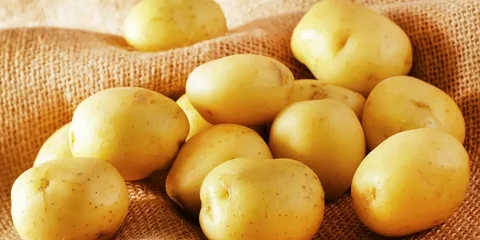 تصویر 3 از قیمت سیب زمینی شیرین با کیفیت ارزان + فروش عمده