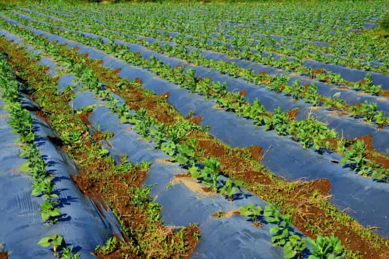 تصویر 3 از قیمت خرید پاستیک گلخانه ای با فروش عمده