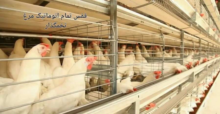 تصویر 1 از قیمت خرید قفس مرغ تخم گذار + سفارش عمده